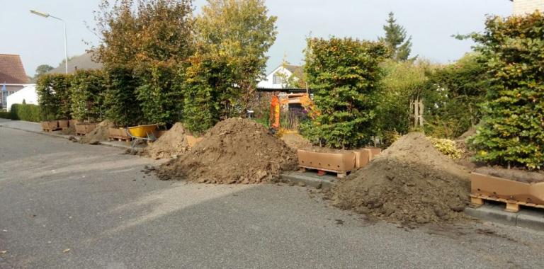 Volwassen haag