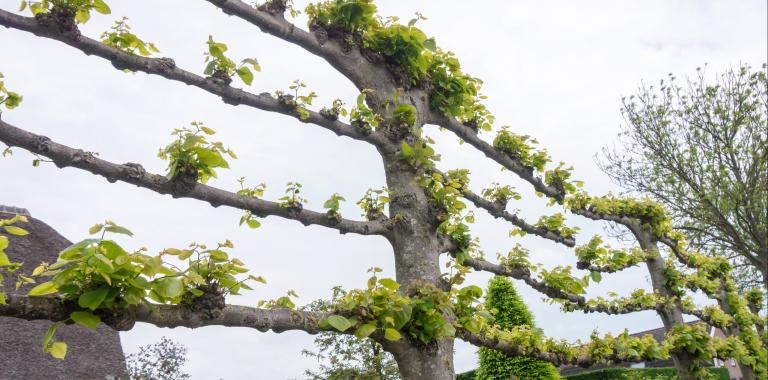 Leibomen