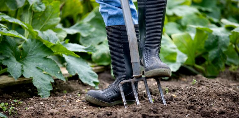 Moestuin
