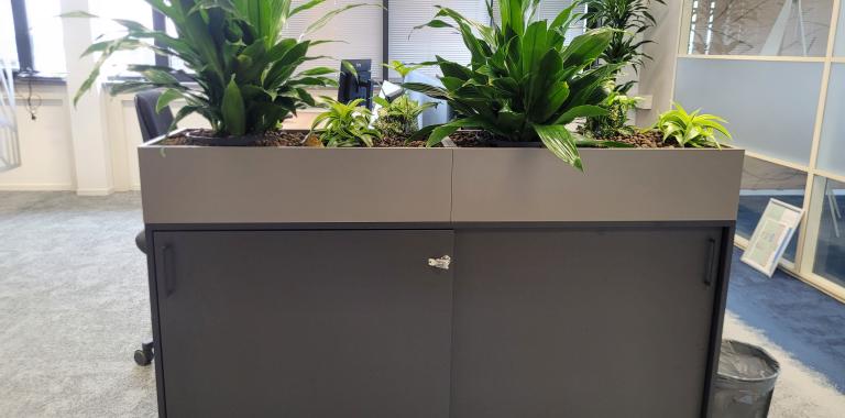 hydroplanten