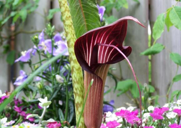 Kleine tuin met groen karakter