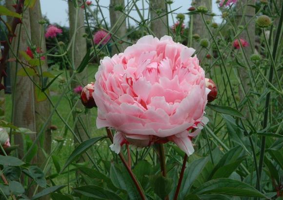 vaste planten