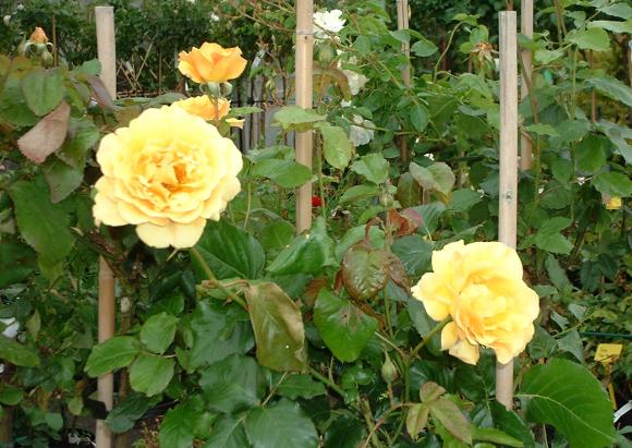 Meeldauw bij planten