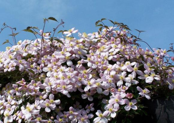 Strakke lijnen in vaste planten tuin