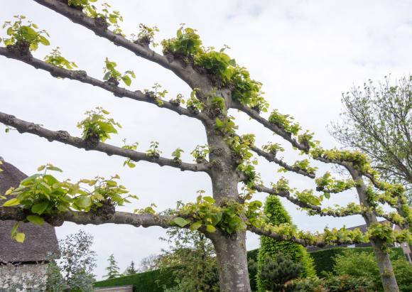 Leibomen