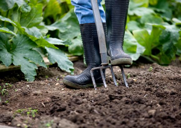 Moestuin