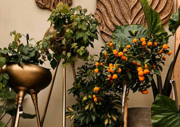 planten en potten