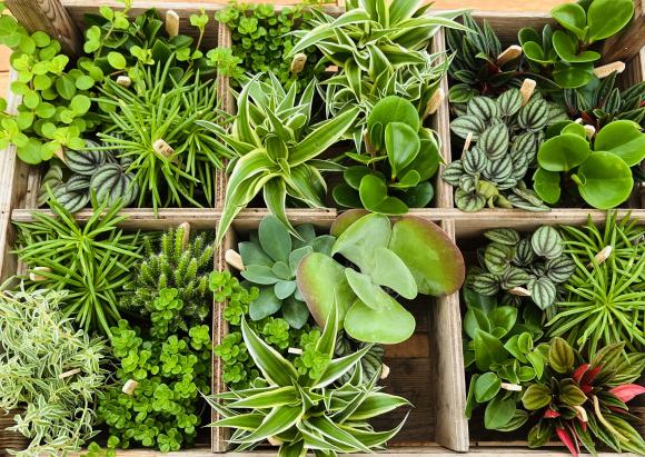 groene plantjes