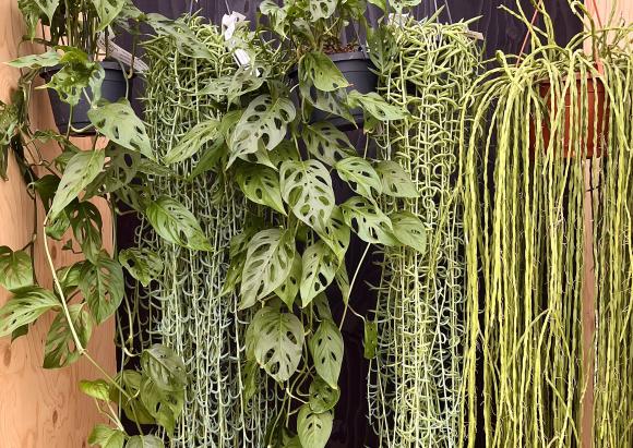 hangplanten